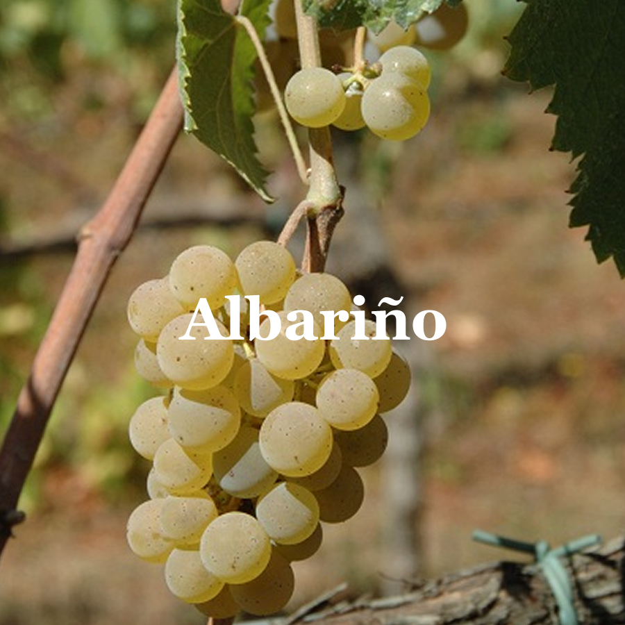 White - Wine wine Ribeiro